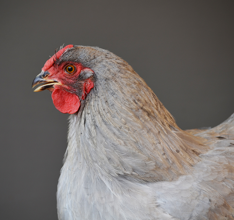Greenfire Farms Lavender Wyandotte